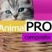 Товары для животных. Корма.(AnimalPRO). Профессиональный интернет магазин (рус. + англ.) - Готовые интернет-магазины